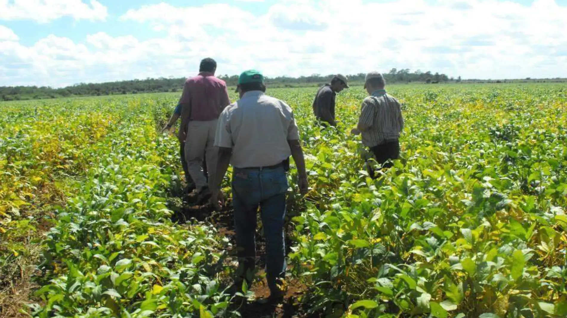 productores de soya